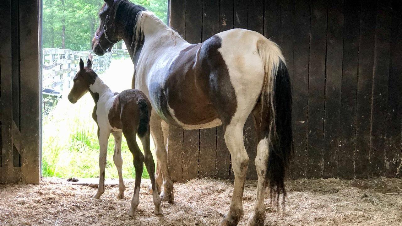 Horse Hope with as-yet unnamed colt